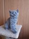 British Shorthair Cats for sale in Jackson, MS 39206, USA. price: $500