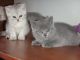 British Shorthair Cats for sale in Kansas City, MO 64126, USA. price: NA