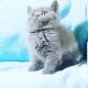 British Shorthair Cats for sale in Indianapolis, IN, USA. price: $500