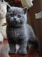 British Shorthair Cats for sale in Huntsville, AL 35812, USA. price: $500