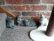British Shorthair Cats for sale in Des Moines, IA 50306, USA. price: NA