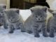 British Shorthair Cats for sale in Richmond, VA, USA. price: NA