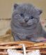 British Shorthair Cats for sale in Austin, TX 78723, USA. price: NA