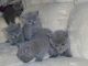 British Shorthair Cats for sale in Seattle, WA 98168, USA. price: NA
