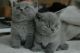 British Shorthair Cats for sale in Anaheim, CA 92806, USA. price: NA