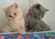 British Shorthair Cats for sale in Tulsa, OK 74136, USA. price: $500