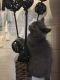 British Shorthair Cats for sale in Rochester, NY 14649, USA. price: NA