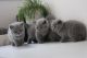 British Shorthair Cats for sale in Honolulu, HI 96824, USA. price: $500