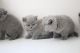 British Shorthair Cats for sale in Columbus, OH, USA. price: $500