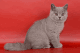 British Shorthair Cats for sale in Chicago, IL, USA. price: $500