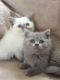 British Shorthair Cats for sale in Visalia, CA, USA. price: NA