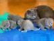 British Shorthair Cats for sale in Memphis, TN, USA. price: NA