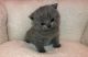 British Shorthair Cats for sale in Charlotte, NC, USA. price: $225