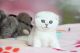 British Shorthair Cats for sale in Hartford, CT 06143, USA. price: NA