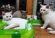British Shorthair Cats for sale in Orlando, FL 32818, USA. price: NA