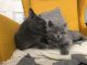 British Shorthair Cats for sale in Florida Ave NW, Washington, DC, USA. price: NA