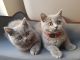 British Shorthair Cats for sale in Ann Arbor, MI, USA. price: $400