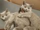 British Shorthair Cats for sale in Phoenix, AZ, USA. price: $400