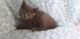 British Shorthair Cats for sale in Greensboro, NC, USA. price: $400