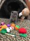 British Shorthair Cats for sale in Fargo, ND, USA. price: $400