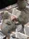 British Shorthair Cats for sale in Milwaukee, WI, USA. price: $400