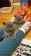 British Shorthair Cats for sale in Minneapolis, MN, USA. price: $400
