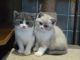 British Shorthair Cats for sale in MAFB GUN ANNX, AL 36114, USA. price: NA