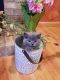 British Shorthair Cats for sale in Denver, CO, USA. price: NA