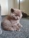 British Shorthair Cats for sale in Merced, CA, USA. price: NA