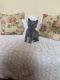 British Shorthair Cats for sale in New Caney, TX 77357, USA. price: $400