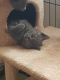 British Shorthair Cats for sale in New Caney, TX 77357, USA. price: $400