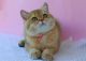 British Shorthair Cats for sale in San Diego, CA, USA. price: $2,200