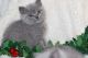 British Shorthair Cats for sale in 02906 Sereno Ln, Fort Worth, TX 76244, USA. price: NA