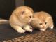 British Shorthair Cats for sale in San Diego, CA, USA. price: $2,500