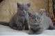 British Shorthair Cats for sale in Helena, MT, USA. price: NA