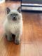 British Shorthair Cats for sale in Huntington, NY, USA. price: NA