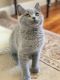 British Shorthair Cats for sale in Huntington, NY, USA. price: $1