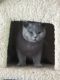 British Shorthair Cats for sale in Knoxville, TN 37923, USA. price: NA