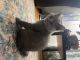 British Shorthair Cats for sale in Chicago, IL, USA. price: $850