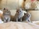 British Shorthair Cats for sale in North Hollywood, Los Angeles, CA, USA. price: NA
