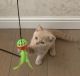 British Shorthair Cats for sale in Manhattan, New York, NY, USA. price: $400