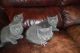 British Shorthair Cats for sale in City Line, Brooklyn, NY 11207, USA. price: $400