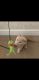 British Shorthair Cats for sale in Ontario St, London, ON N5W, Canada. price: NA