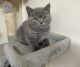 British Shorthair Cats for sale in New Jersey Turnpike, Kearny, NJ, USA. price: $400