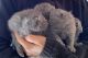 British Shorthair Cats for sale in New Haven, MS 39116, USA. price: $400