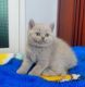 British Shorthair Cats for sale in Boston, MA, USA. price: $1,950