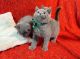 British Shorthair Cats for sale in Virginia Beach, VA, USA. price: $700