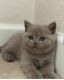 British Shorthair Cats for sale in Aurora, CO, USA. price: $1,300
