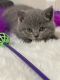 British Shorthair Cats for sale in Aurora, CO, USA. price: $1,300