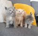 British Shorthair Cats for sale in ON-401, Ontario, Canada. price: $500